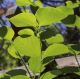 Lonicera prolifera. Верхушка вегетирующего побега (видна абаксиальная поверхность листьев). Ярославская обл., г. Переславль-Залесский, дендрологический парк им. С. Ф. Харитонова, в культуре. 12.06.2022.