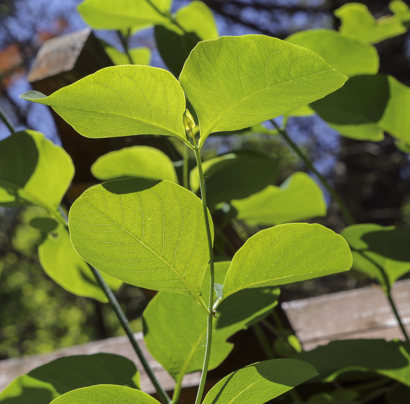 Image of Lonicera prolifera specimen.