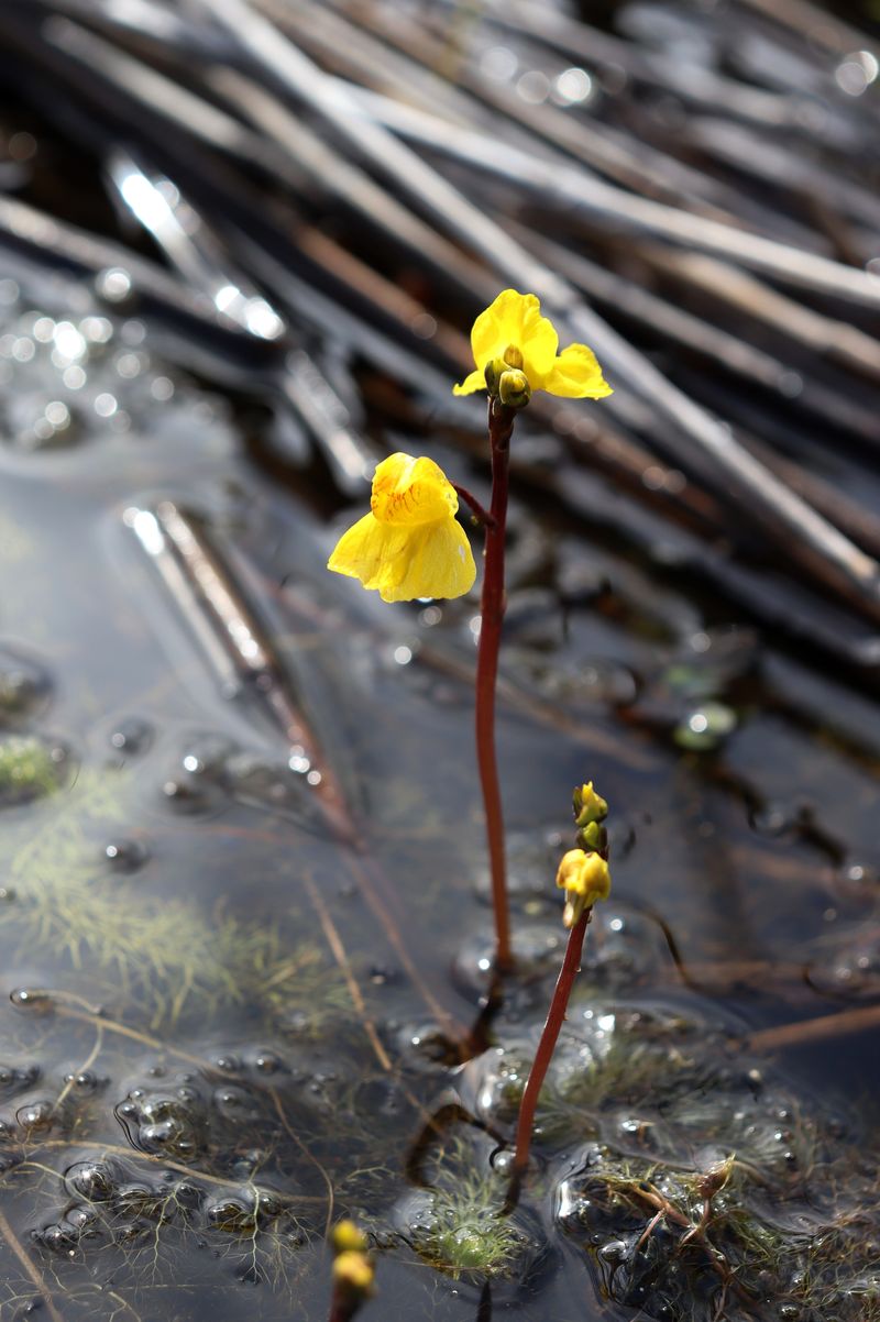 Image of Utricularia &times; neglecta specimen.