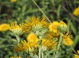 Inula britannica. Верхушки побегов с цветущими и развивающимися соцветиями. Ульяновская обл., Мелекесский р-н, окр. пос. Моисеевка, долина р. Мал. Авраль, надпойменная терраса, засорённая пашня на границе с лугом. 23.07.2022.