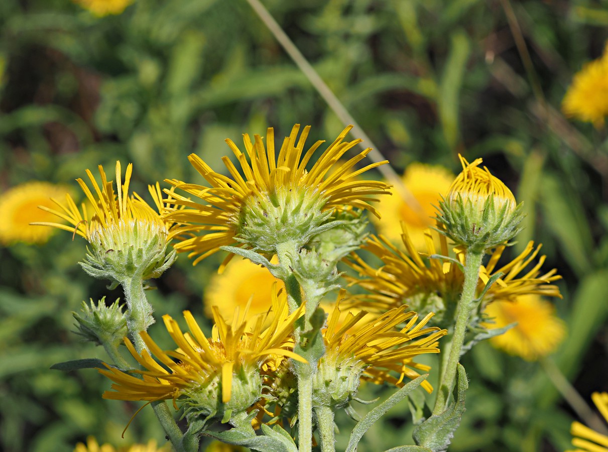 Изображение особи Inula britannica.