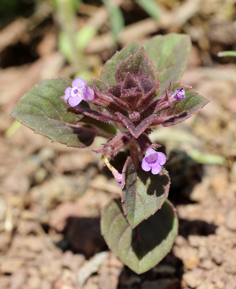 Image of Ziziphora rotundifolia specimen.