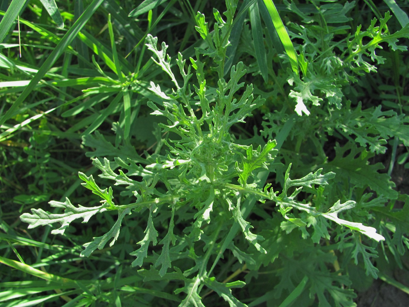 Image of Senecio jacobaea specimen.