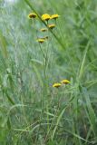 Tanacetum millefolium