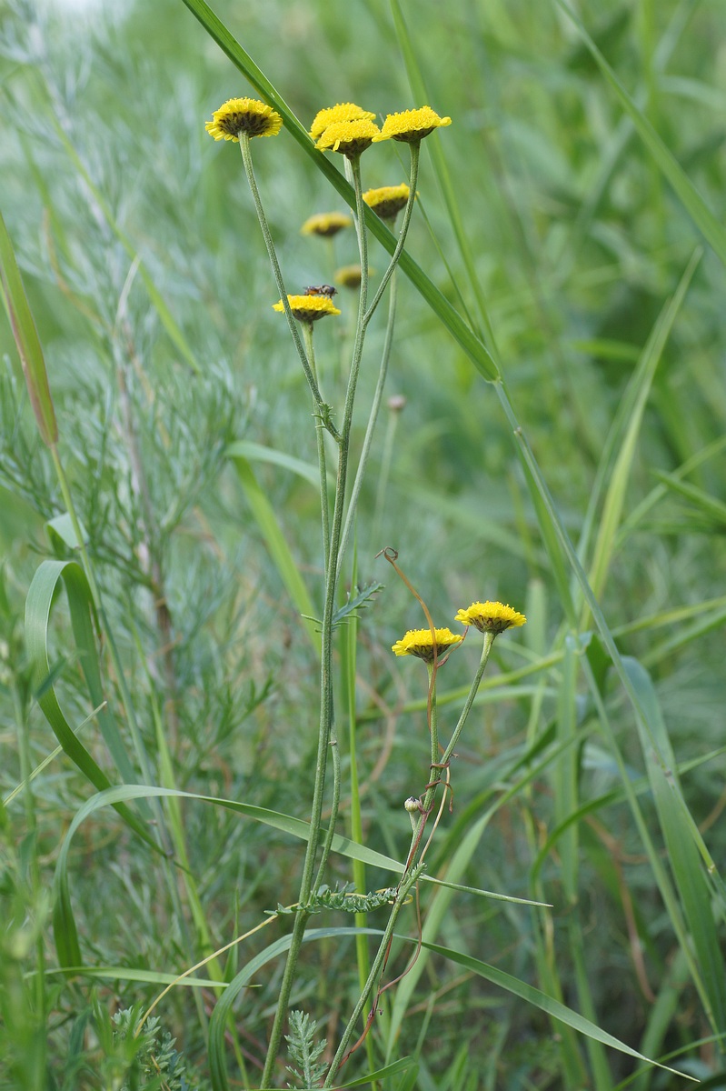 Изображение особи Tanacetum millefolium.
