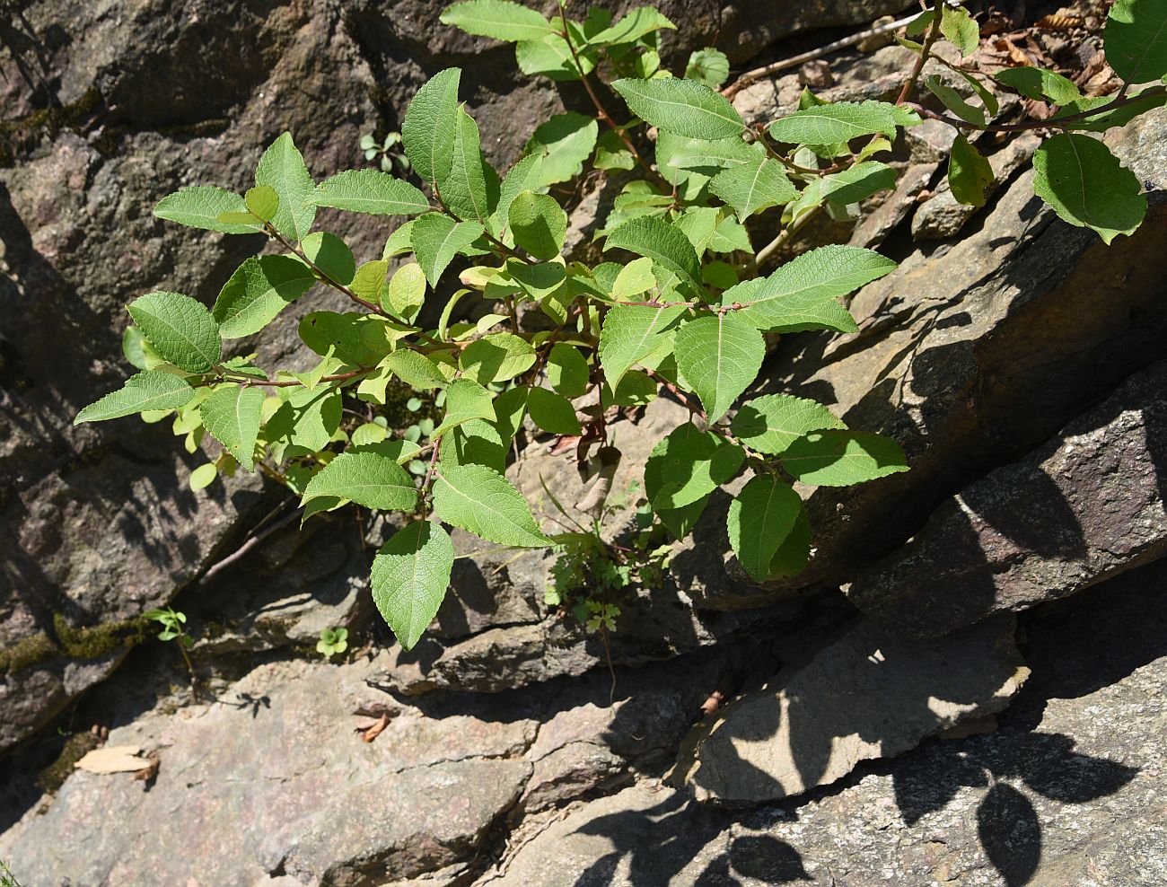 Изображение особи Salix caprea.