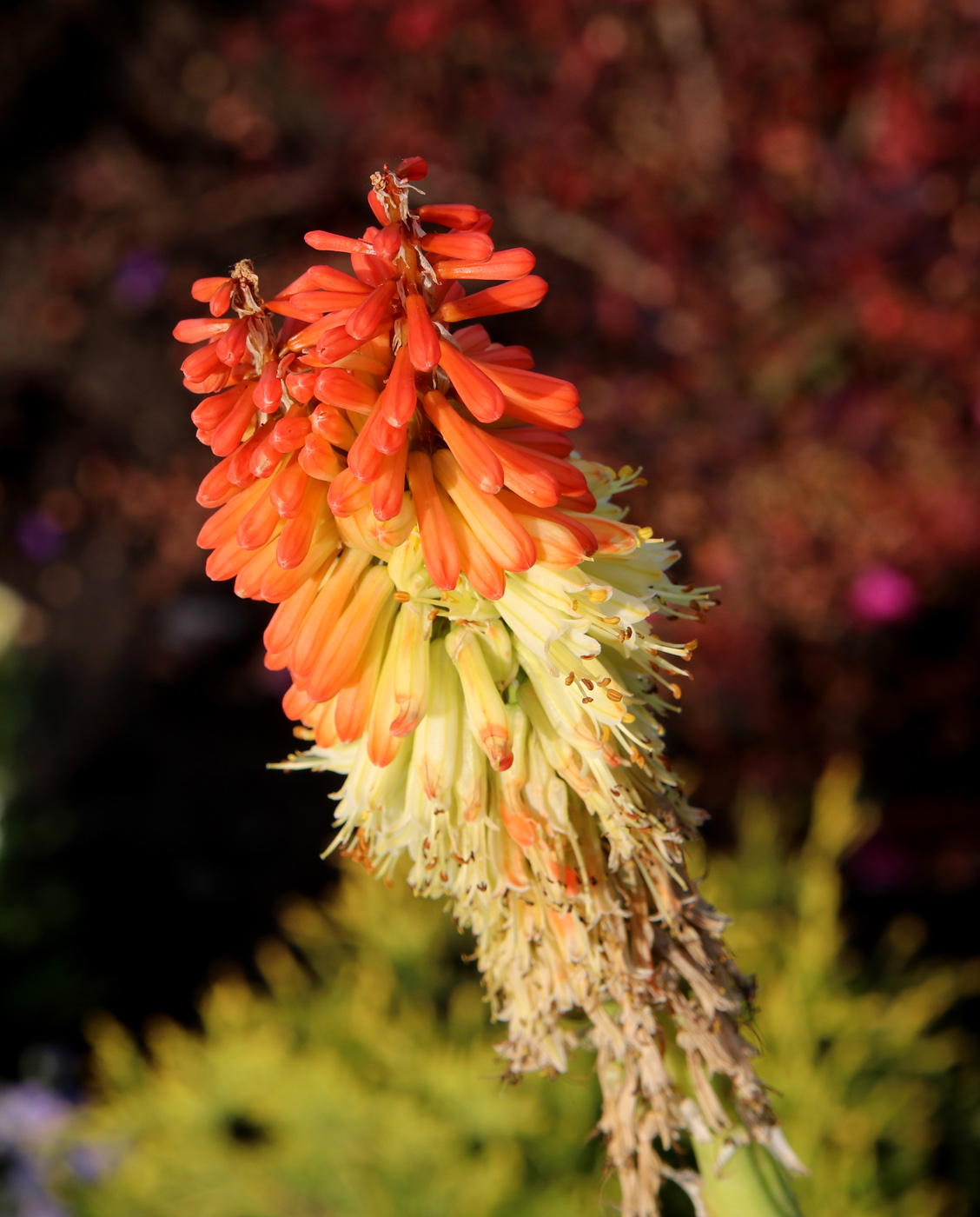 Image of Kniphofia uvaria specimen.