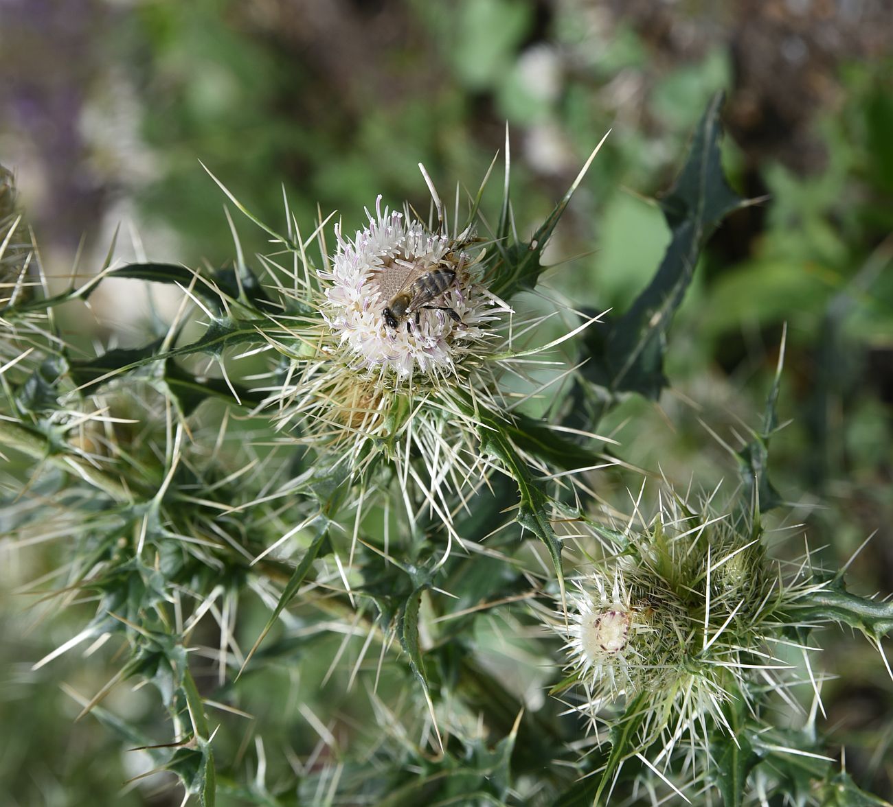 Изображение особи Cirsium echinus.