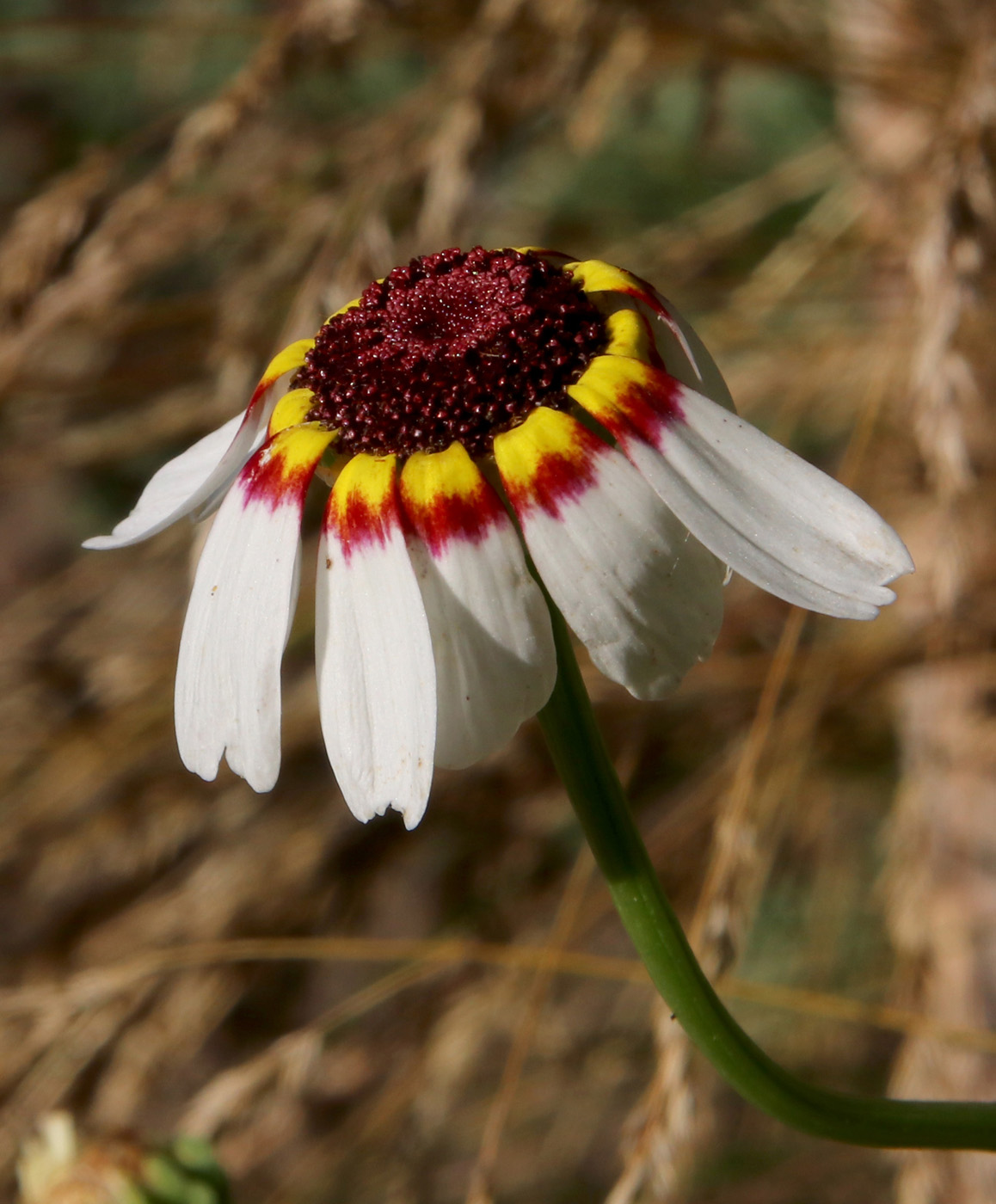 Image of Ismelia carinata specimen.