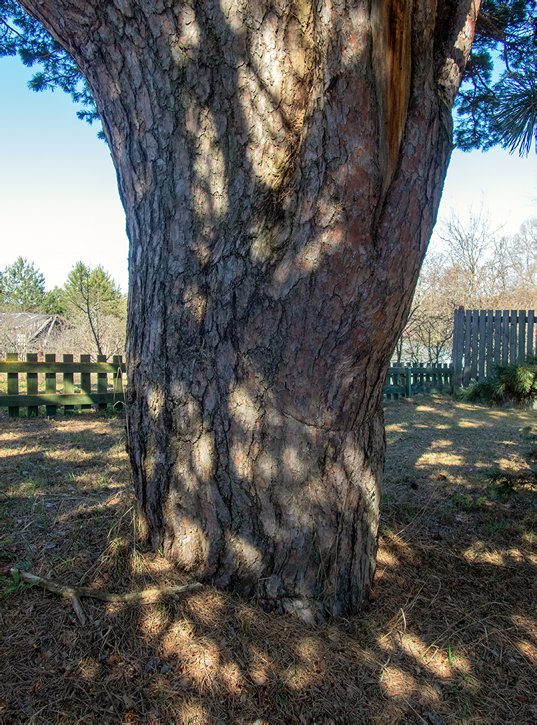 Image of genus Pinus specimen.