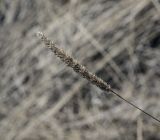 Phleum phleoides. Соплодие прошлого года. Пермский край, Кунгурский р-н, окр. дер. Дейково, окр. ур. Греховская гора, крутой задернованный склон. 15.04.2023.