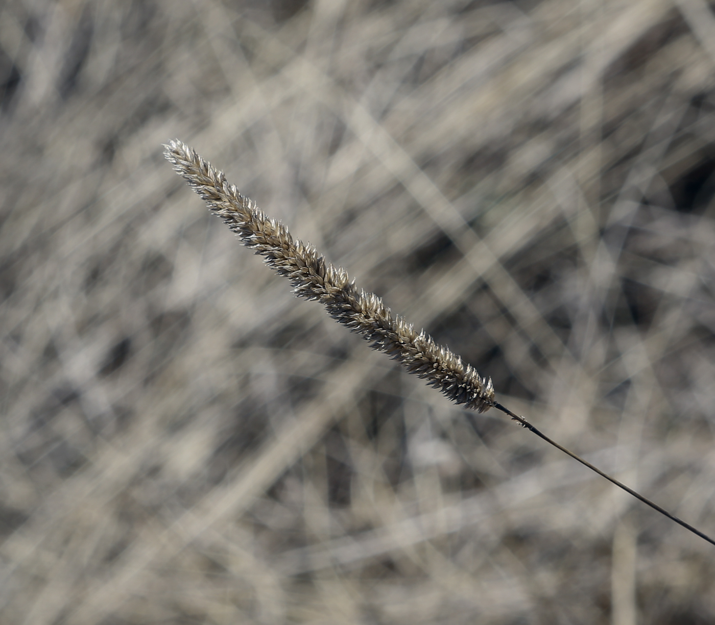 Изображение особи Phleum phleoides.