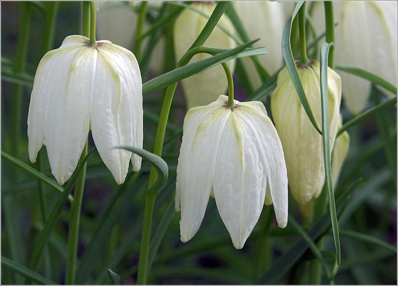 Image of Fritillaria meleagris specimen.