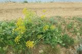 Pastinaca clausii. Цветущее растение (в сообществе с Cardaria draba и Artemisia). Краснодарский край, Темрюкский р-н, окр. пос. Тамань, гора Карабетова, обочина грунтовой дороги. 21.05.2023.