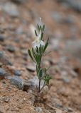Delphinium rugulosum. Цветущее растение. Таджикистан, Согдийская обл., Исфара, глинисто-каменистый склон. 1 мая 2023 г.