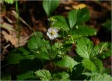 Fragaria vesca