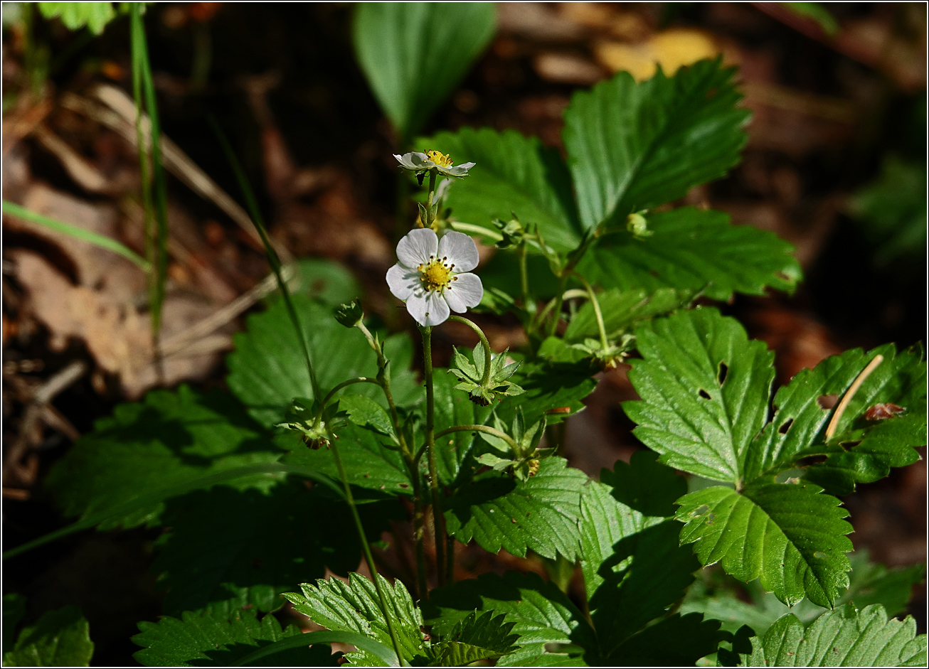 Изображение особи Fragaria vesca.