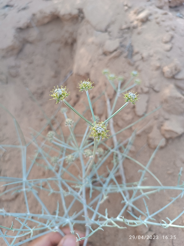 Изображение особи Ferula karelinii.