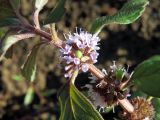 Mentha arvensis