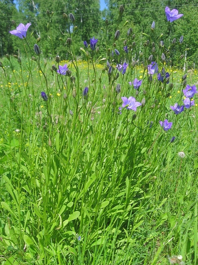 Image of Campanula altaica specimen.