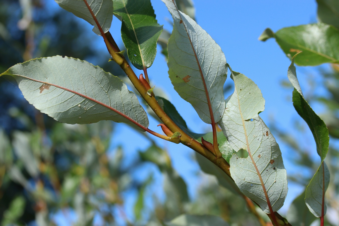 Изображение особи Salix phylicifolia.