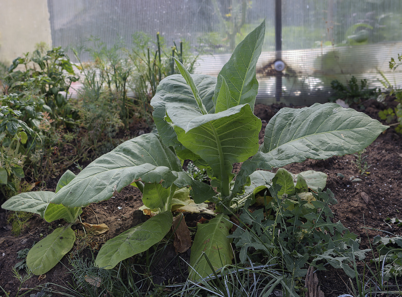 Изображение особи Nicotiana tabacum.