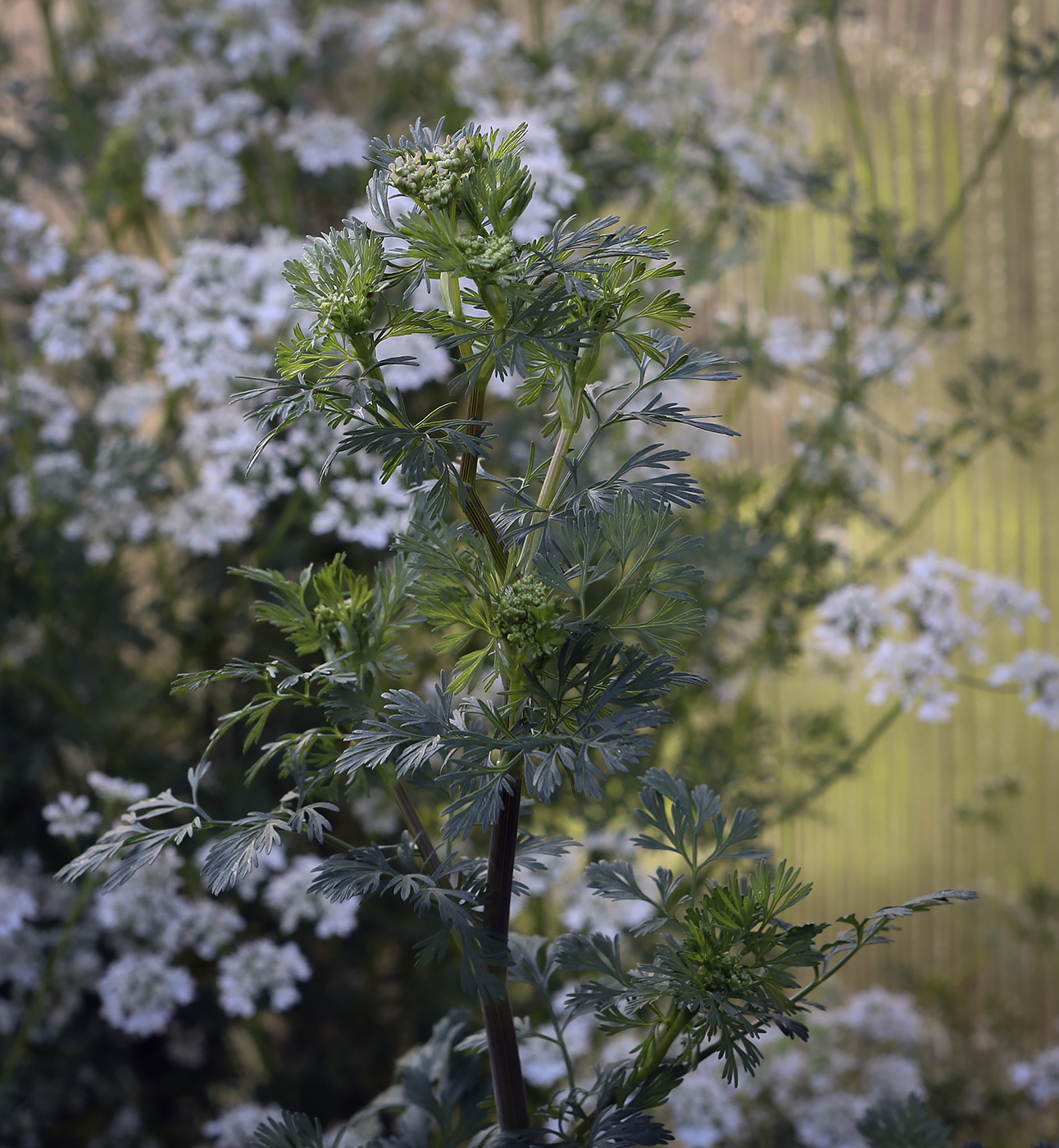 Image of Coriandrum sativum specimen.