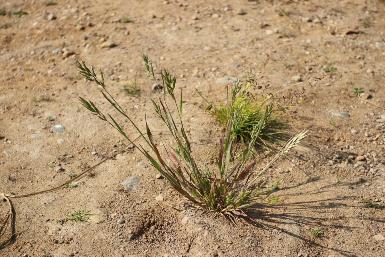 Image of Bromus hordeaceus specimen.