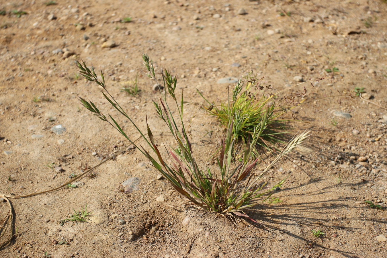 Изображение особи Bromus hordeaceus.