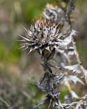 Cousinia purpurea. Верхушка засохшего побега с отцветшим соцветием. Армения, обл. Гегаркуник, берег оз. Севан, гора Артаниш, ≈ 2200 м н.у.м., каменистый склон. 23.06.2022.