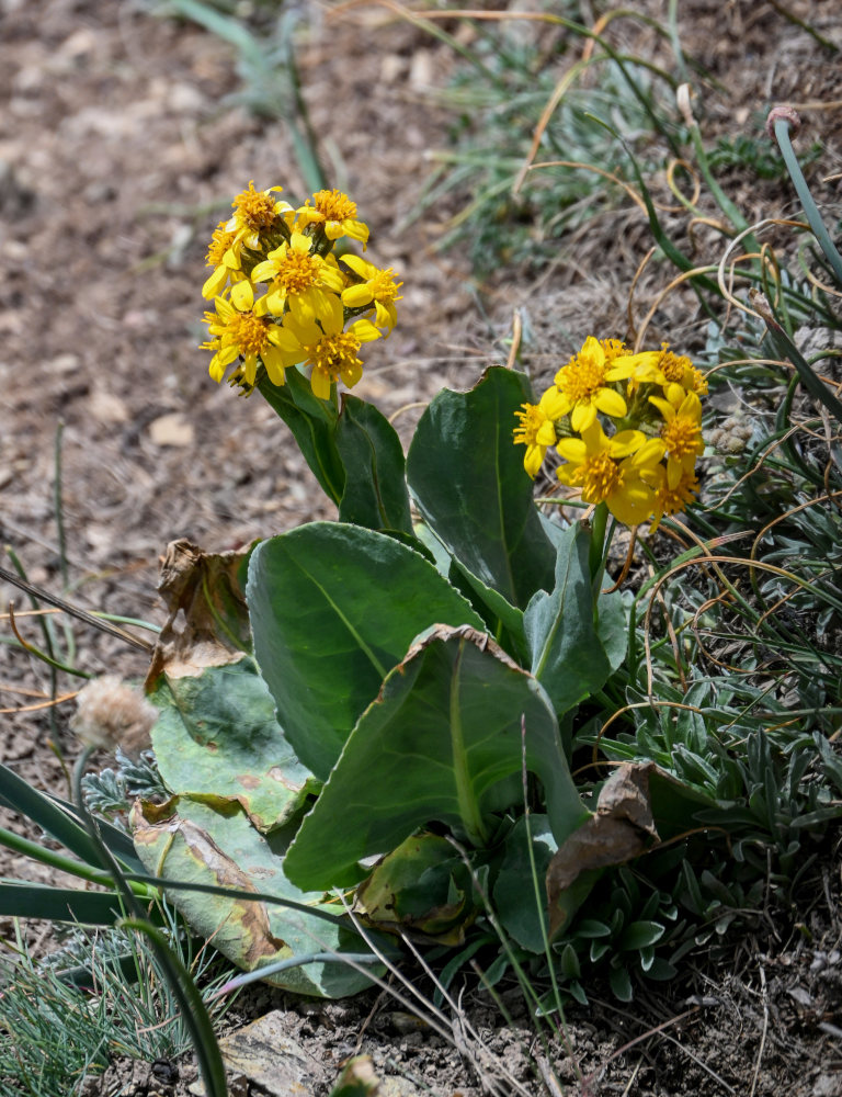 Изображение особи Ligularia alpigena.