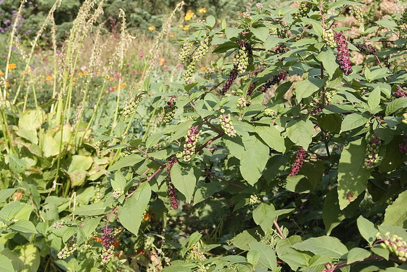 Изображение особи Phytolacca americana.