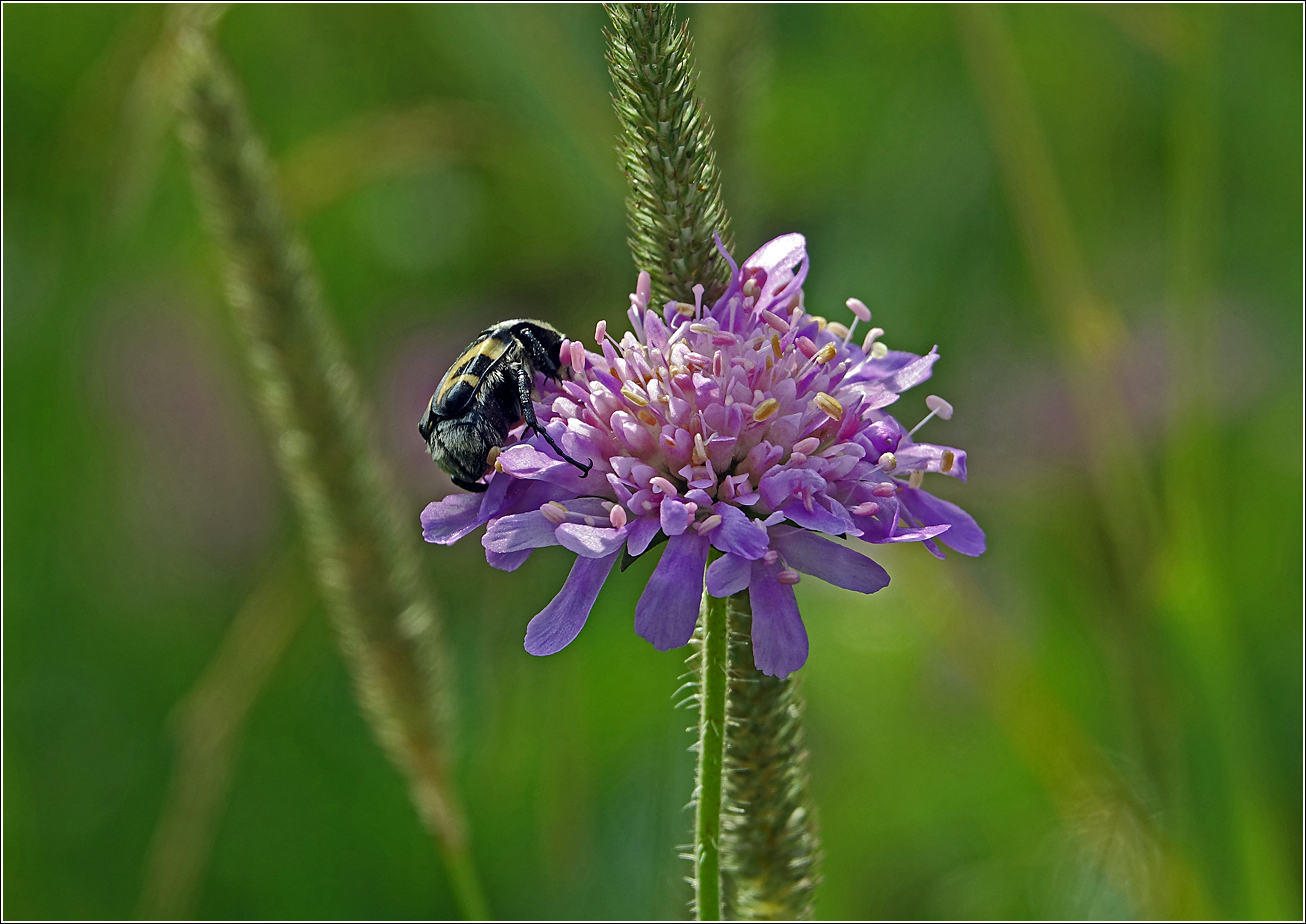 Изображение особи Knautia arvensis.