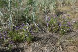 Viola maritima. Цветущие растения в псаммофильном сообществе с Leymus arenarius и Festuca sp. Ленинградская обл., Кингисеппский р-н, окр. дер. Выбье, экологическая тропа; берег Финского зал. западнее устья р. Выбья, частично закреплённые пески между песчаным береговым валом и древними дюнами. 28.05.2023.