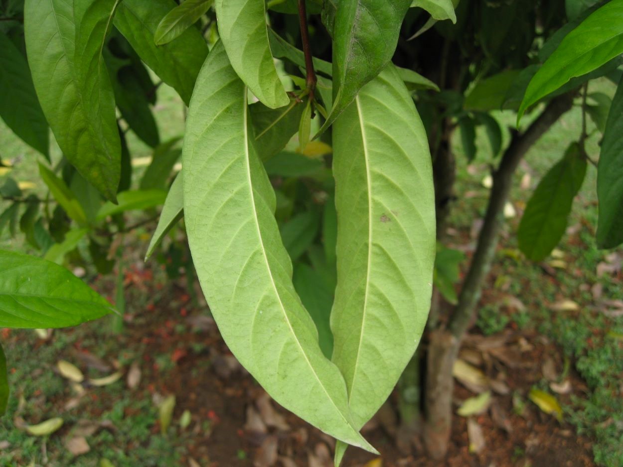 Image of Ixora coccinea specimen.