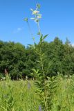 Filipendula ulmaria subspecies denudata. Верхушка расцветающего растения. Новгородская обл., Новгородский р-н, дер. Юрьево напротив музея «Витославлицы», луг (бывший сенокос?) среди леса. 24.07.2023.