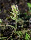 Castilleja hyparctica. Верхушка побега с соцветием. Красноярский край, Таймырский Долгано-Ненецкий р-н, плато Путорана, долина р. Кутарамакан, опушка смешанного леса. 25.07.2023.