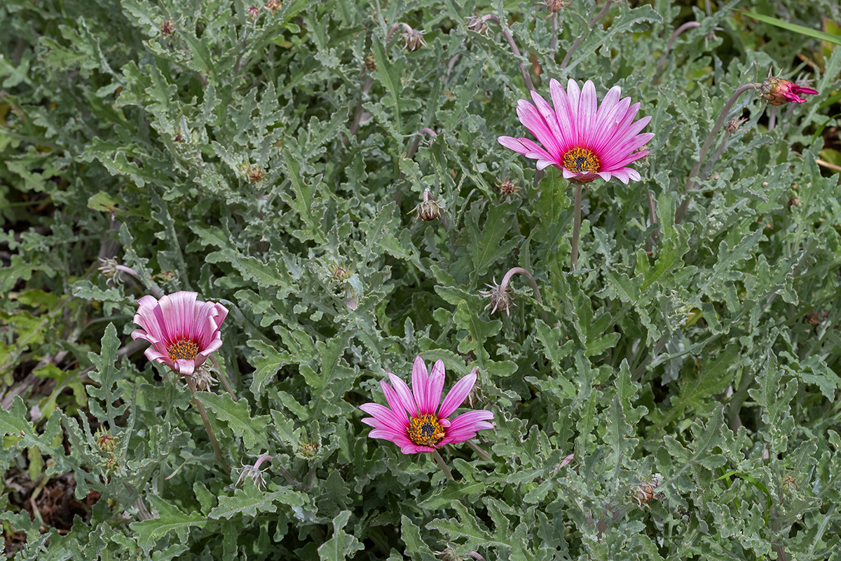 Image of Arctotis hybrida specimen.