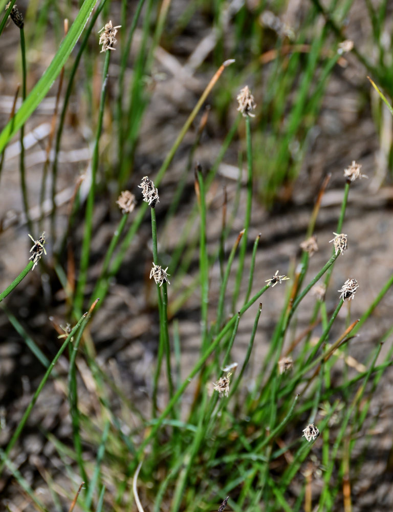 Image of genus Eleocharis specimen.