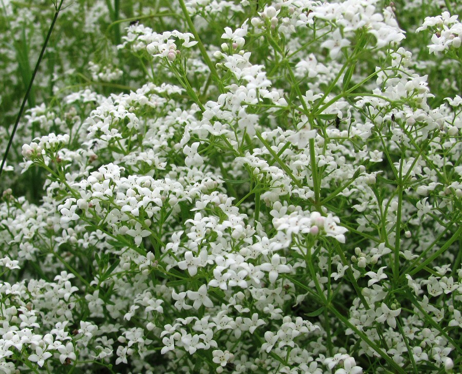 Image of Galium palustre specimen.