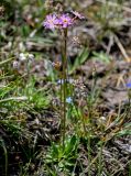 Primula pamirica