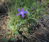 Vinca herbacea. Верхушка побега с цветком и бутонами. Ростовская обл., окр. г. Донецк, правый берег р. Северский Донец, склон балки. 09.04.2024.