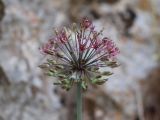 Allium taeniopetalum