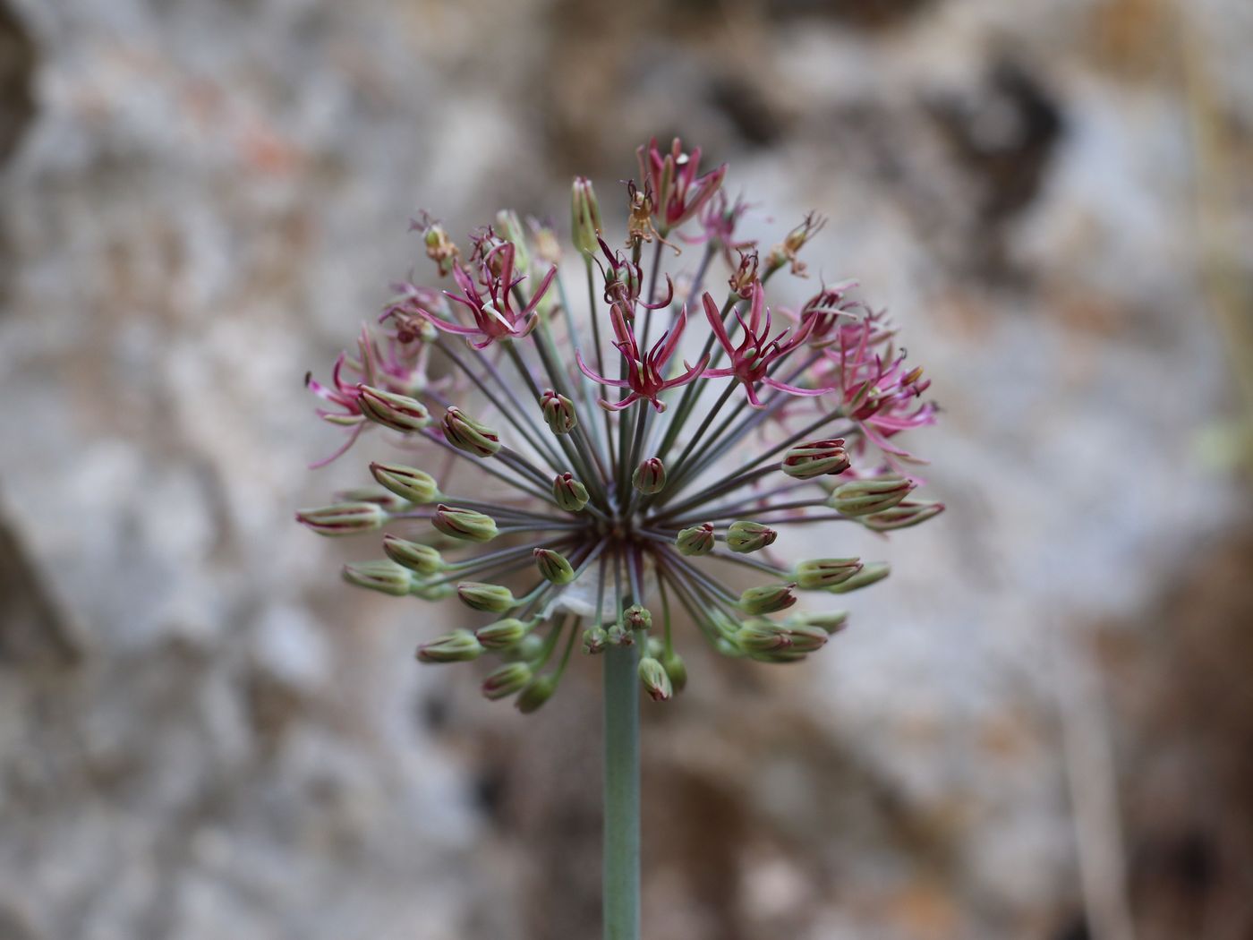 Image of Allium taeniopetalum specimen.