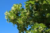 genus Tilia