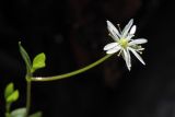 Stellaria crassifolia