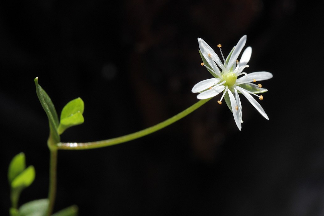 Image of Stellaria crassifolia specimen.