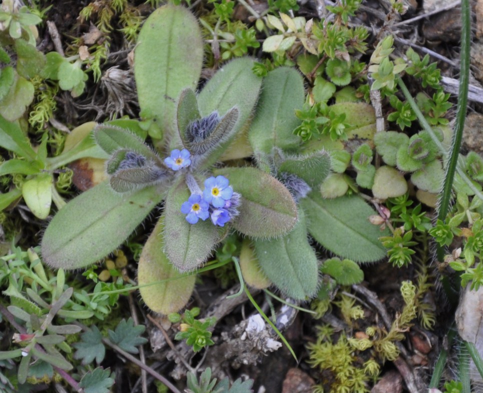 Изображение особи Myosotis incrassata.