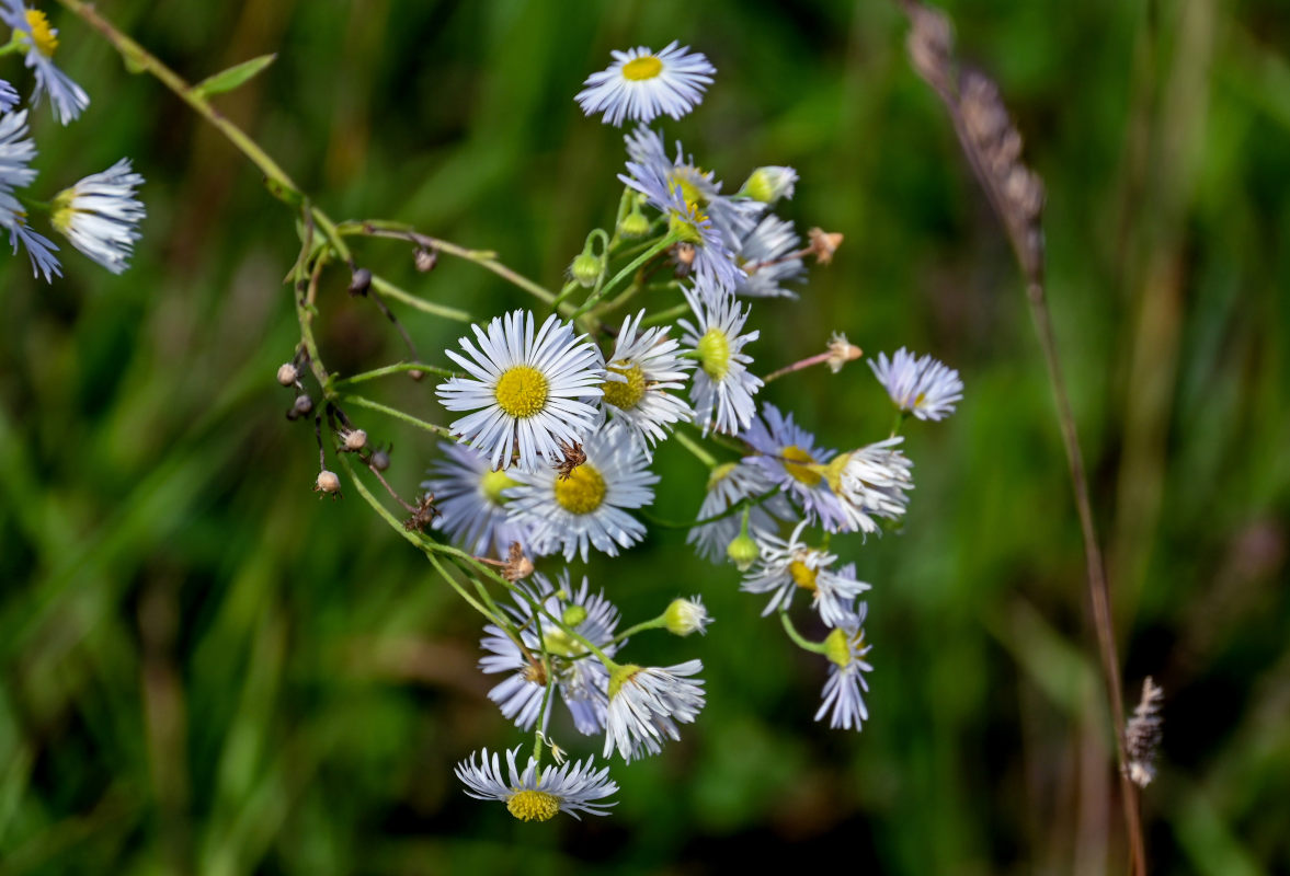 Изображение особи Erigeron annuus.