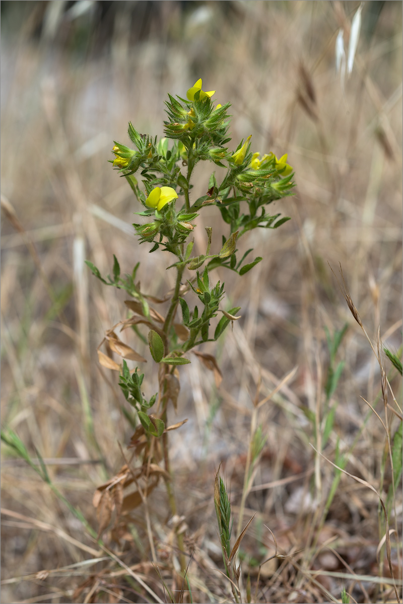 Image of genus Ononis specimen.